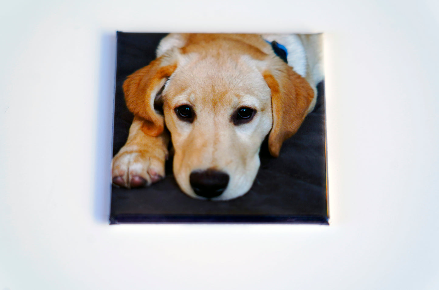 2x2 square dog magnet on white background – custom photo magnet