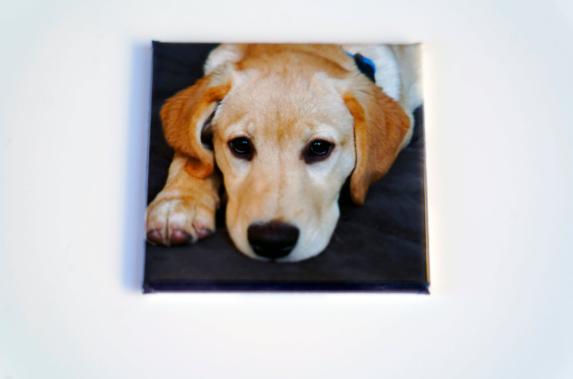 2x2 square dog magnet on white background – custom photo magnet