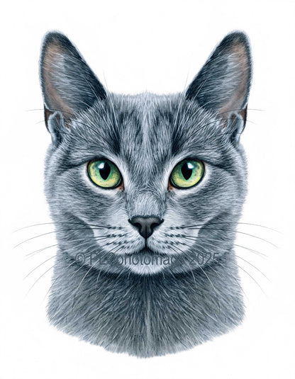 Cat Magnets – Hand-Drawn Style Designs (2x3” Glossy Rectangle)