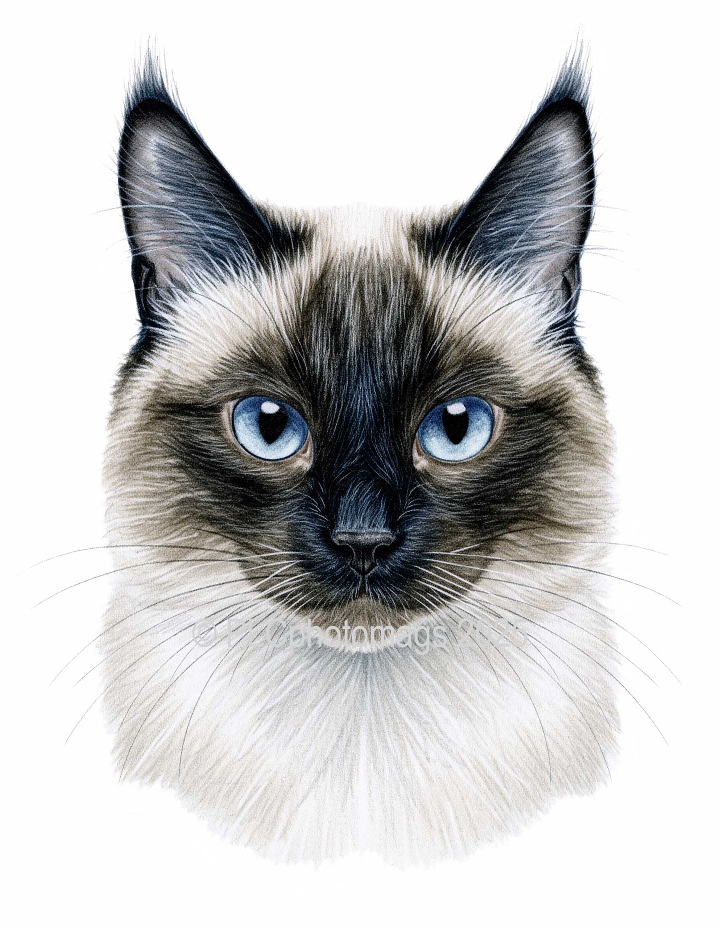 Cat Magnets – Hand-Drawn Style Designs (2x3” Glossy Rectangle)