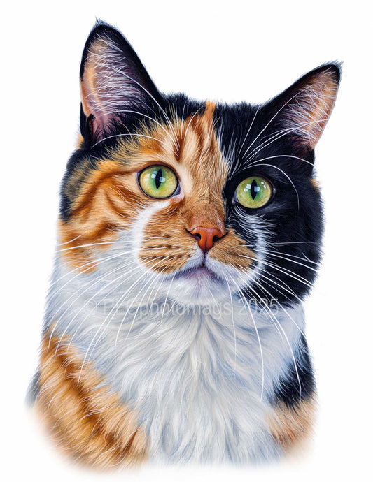 Cat Magnets – Hand-Drawn Style Designs (2x3” Glossy Rectangle)